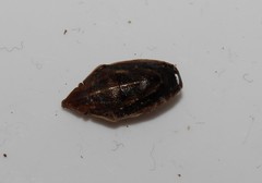 Aelia albovittata