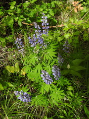Lupinus nootkatensis