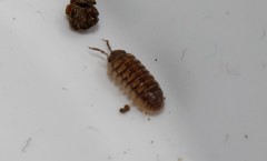 Armadillidium insulanum