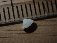 Tecticrater compressus