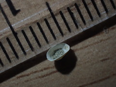 Tecticrater compressus