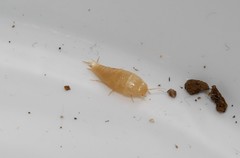 Proatelurina pseudolepisma