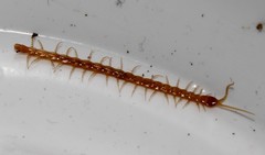 Cryptops anomalans