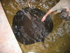 Giant Freshwater Ray photo 2
