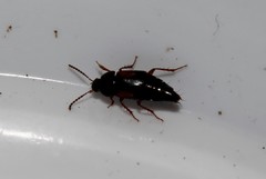 Tachinus subterraneus