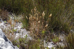 Pentameris curvifolia