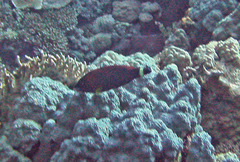 Pseudodax moluccanus