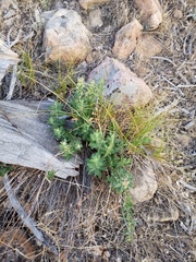 Crocanthemum bicknellii