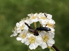 Anastrangalia laetifica