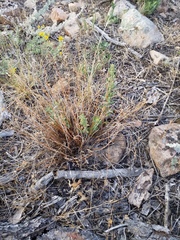 Crocanthemum bicknellii