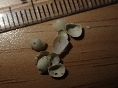 Bathyarca cybaea