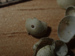 Bathyarca cybaea
