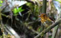 Grallaricula flavirostris