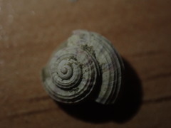 Spectamen plicatulum