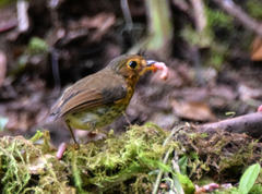 Grallaricula flavirostris