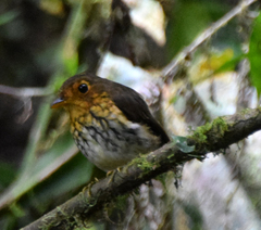 Grallaricula flavirostris