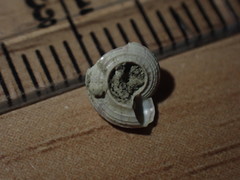 Spectamen plicatulum