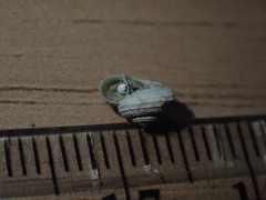 Spectamen plicatulum