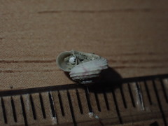 Spectamen plicatulum