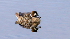 Speculanas specularis