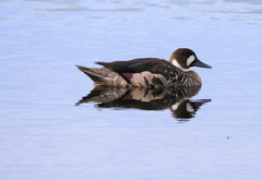 Speculanas specularis