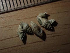 Microvoluta marginata
