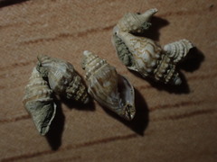 Microvoluta marginata