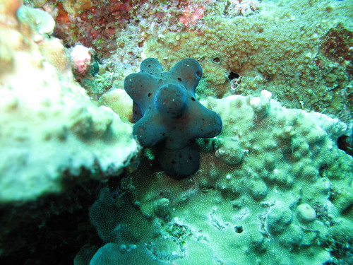 Coriocella hibyae