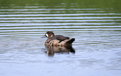 Speculanas specularis