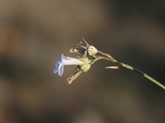 Lobelia linearis