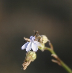 Lobelia linearis