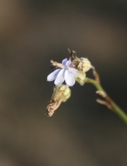 Lobelia linearis