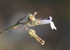 Lobelia linearis