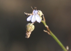 Lobelia linearis