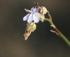 Lobelia linearis