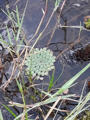 Ludwigia sedoides