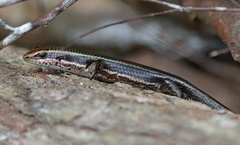 Eutropis greeri