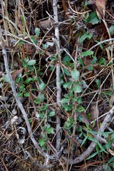 Ceanothus gloriosus gloriosus