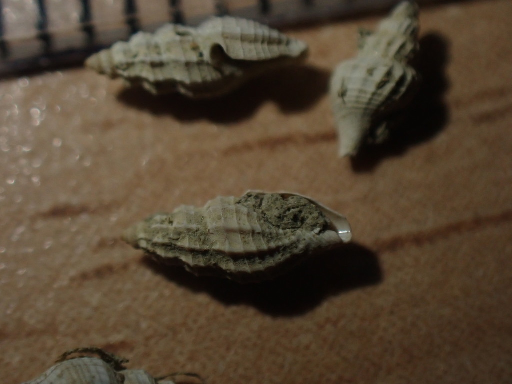 Heterocithara
