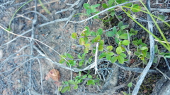 Blepharis integrifolia