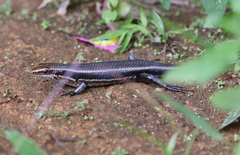Eutropis greeri