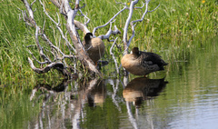 Speculanas specularis