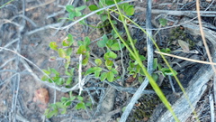 Blepharis integrifolia