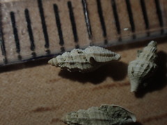 Heterocithara mediocris