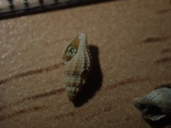 Heterocithara mediocris