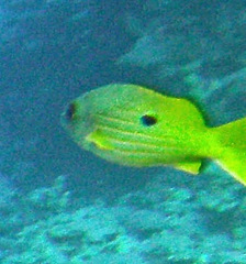 Pomacentrus sulfureus