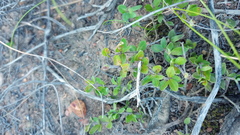 Blepharis integrifolia