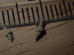 Veprecula cooperi