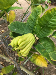 Citrus medica sarcodactylis