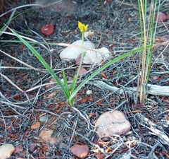 Hypoxis floccosa